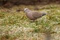 Tyrkerdue - Eurasian Collared Dove (Streptopelia decaocto)